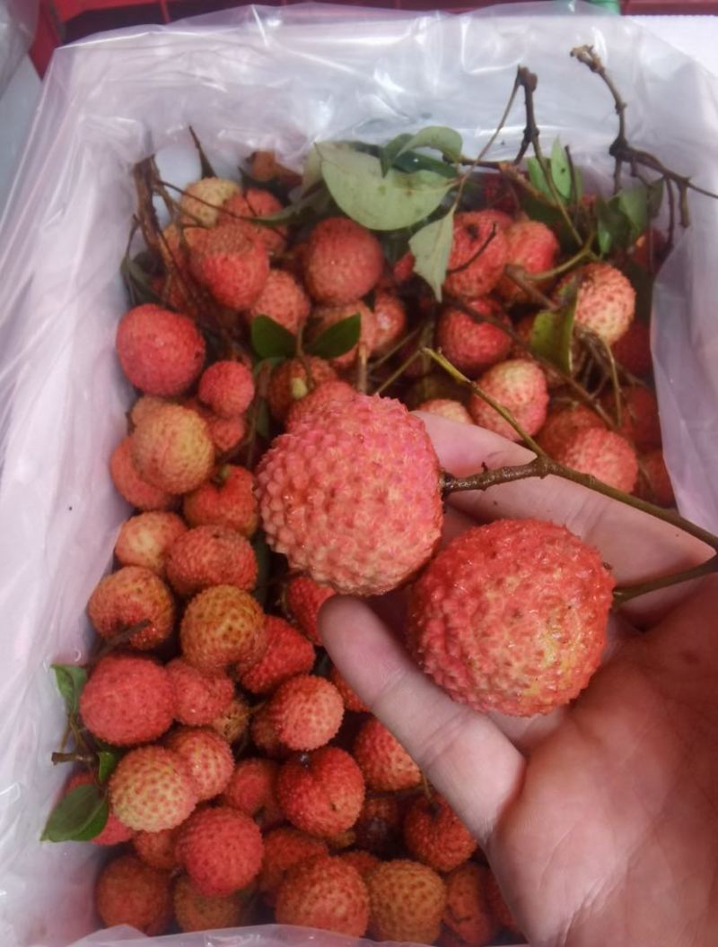 麻垌荔枝桂味六月红仙进奉情人荔等.荔枝代收代发