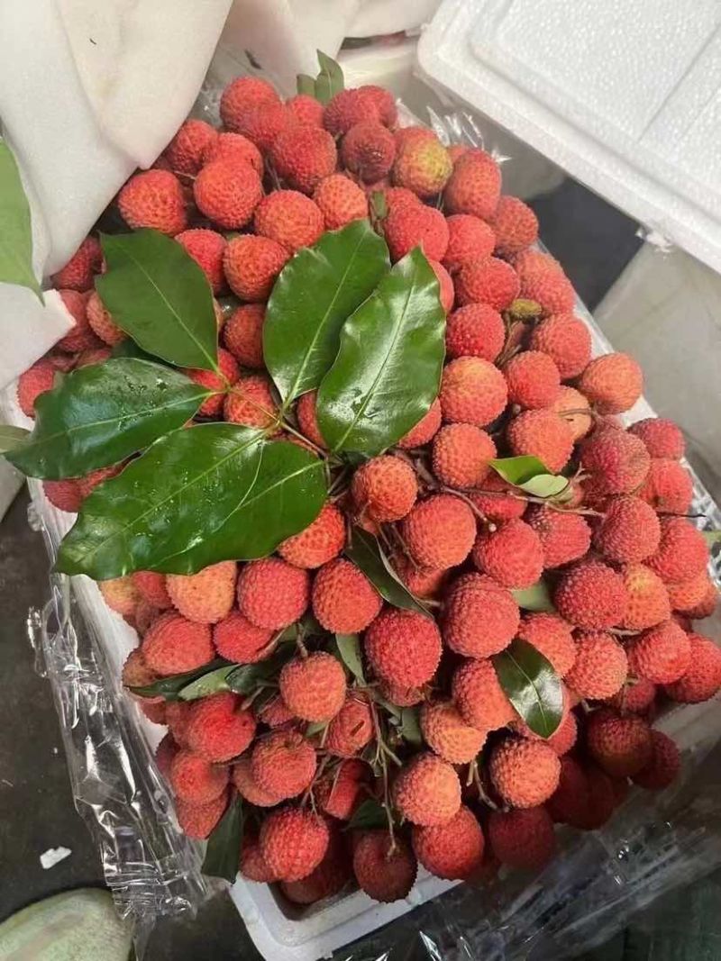 麻垌荔枝桂味六月红仙进奉情人荔等.荔枝代收代发