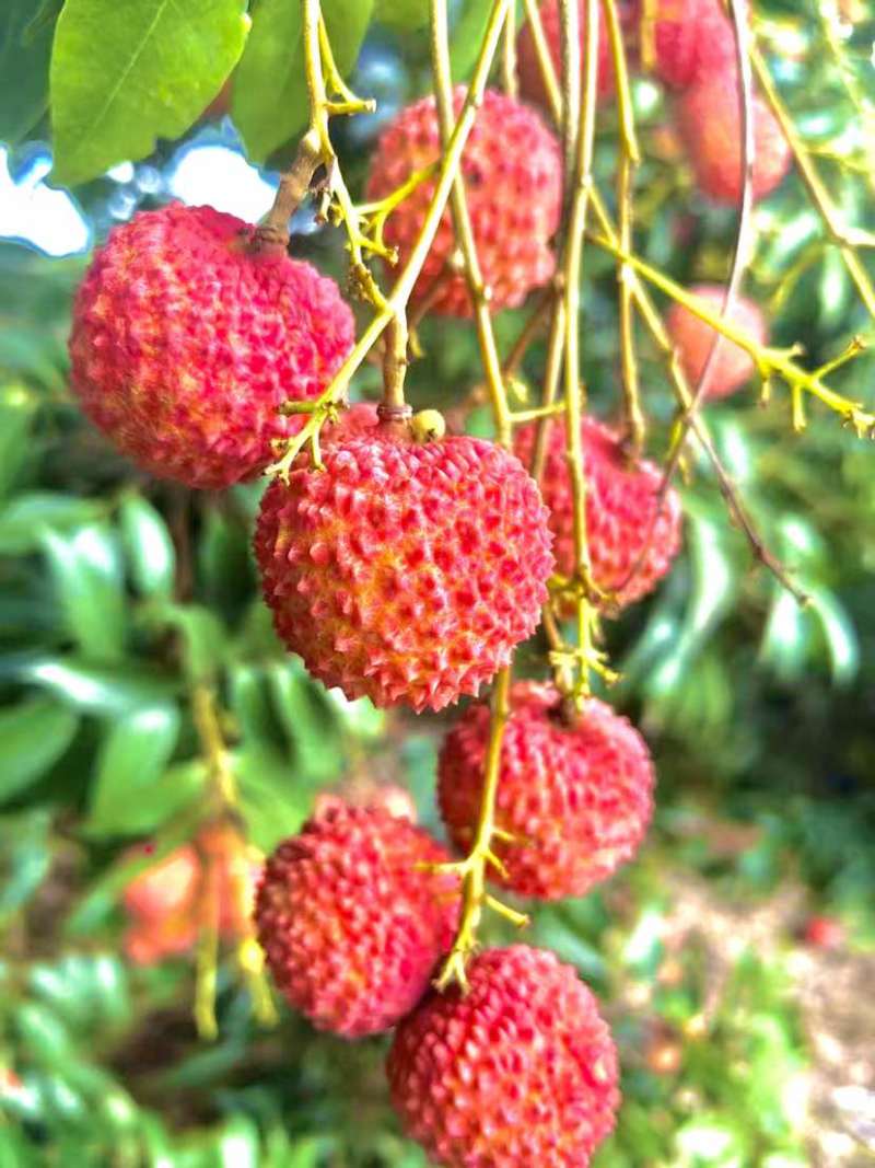 麻垌荔枝桂味六月红仙进奉情人荔等.荔枝代收代发