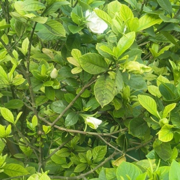 栀子花枝条