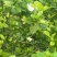 栀子花枝条