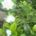 栀子花枝条