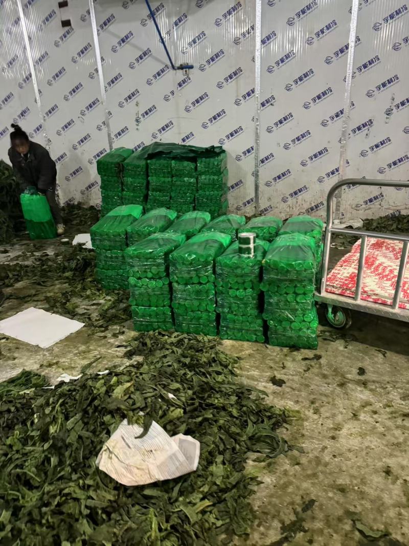 精品红叶莴笋陆地货