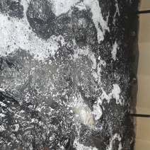 淡水鲤鱼