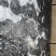 淡水鲤鱼