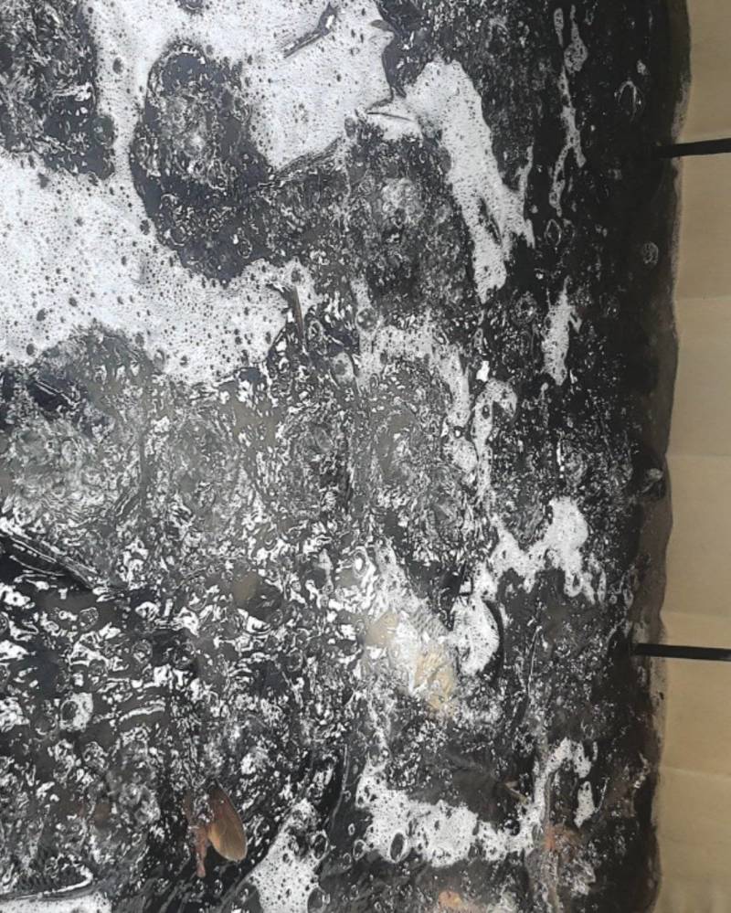 淡水鲤鱼