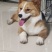 狗