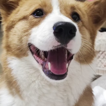 狗