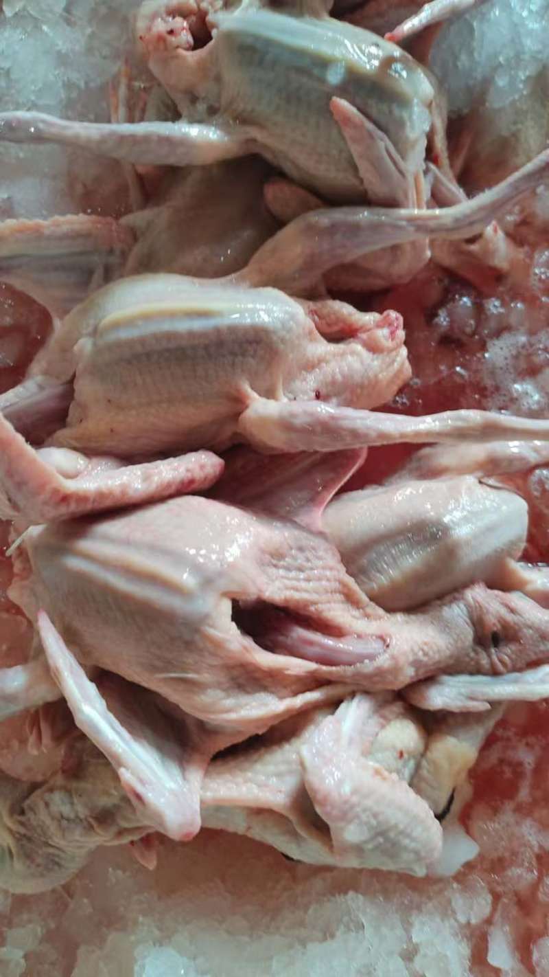 新鲜现杀精品乳鸽