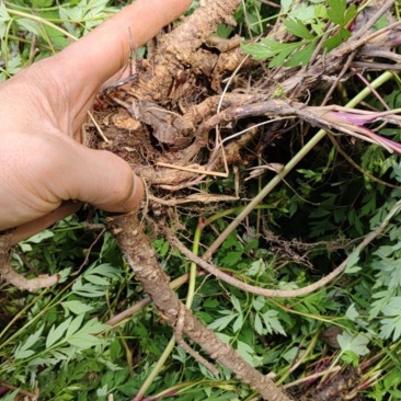 防风下山苗