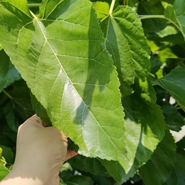 新鲜桑叶