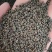 苘麻子