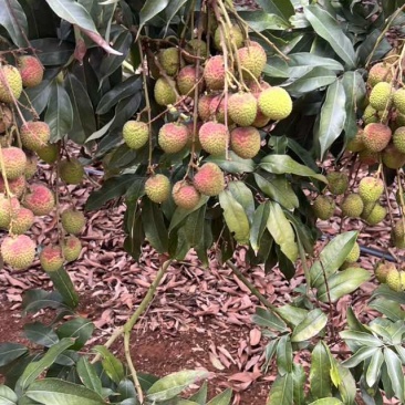广西灵山荔枝农户直供