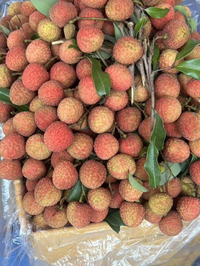 广西灵山荔枝农户直供