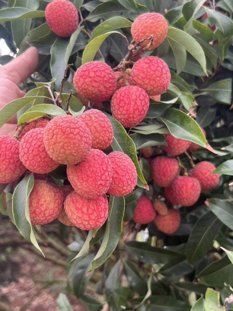 广西灵山荔枝农户直供