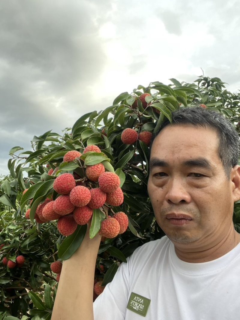 广西灵山荔枝农户直供