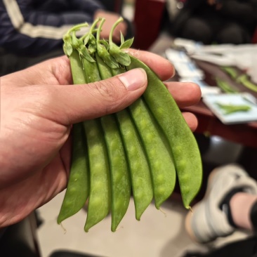 四季供货基地直供价格低货好量大欢迎咨询了解