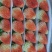 云南夏季草莓