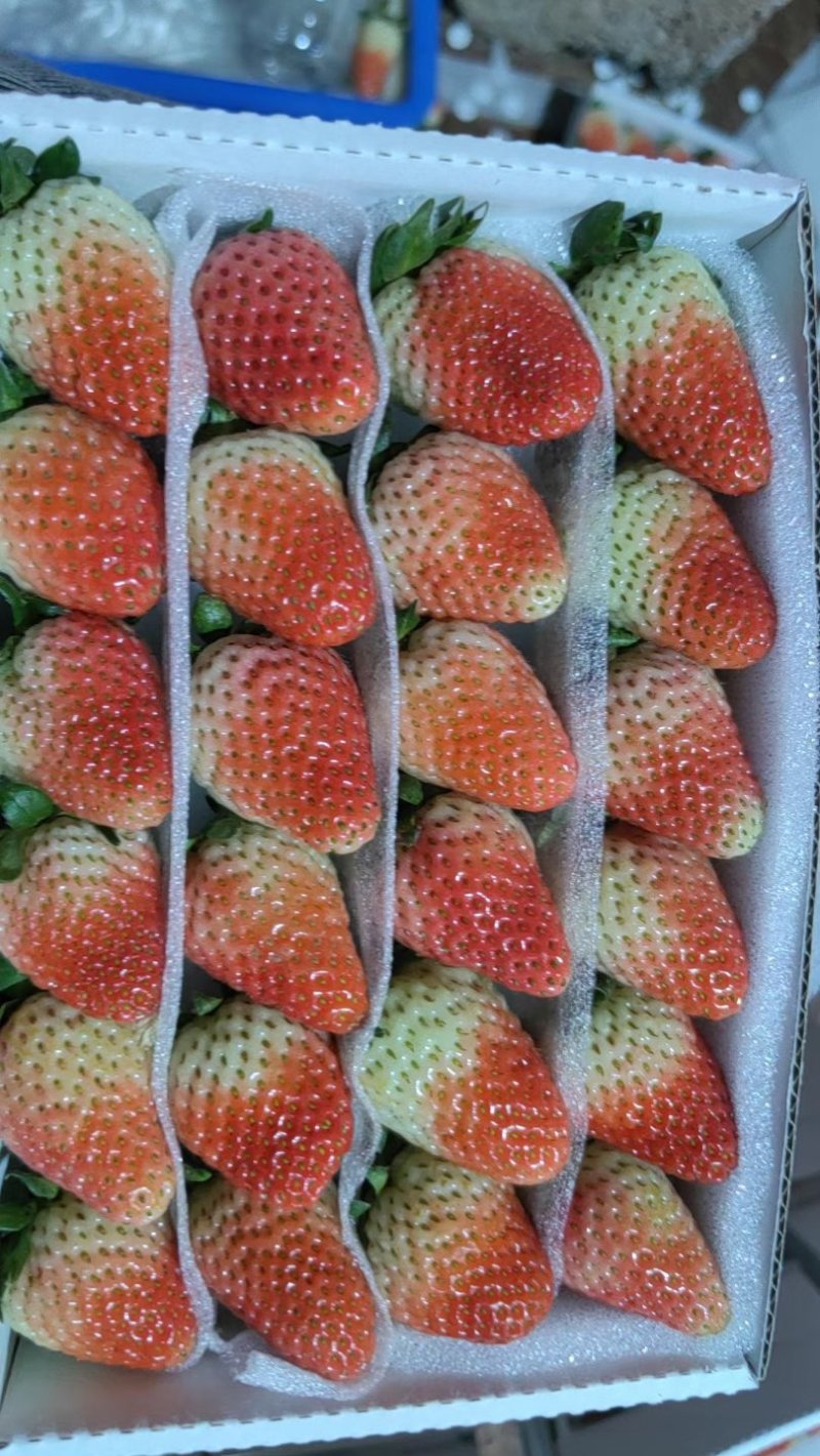 云南夏季草莓
