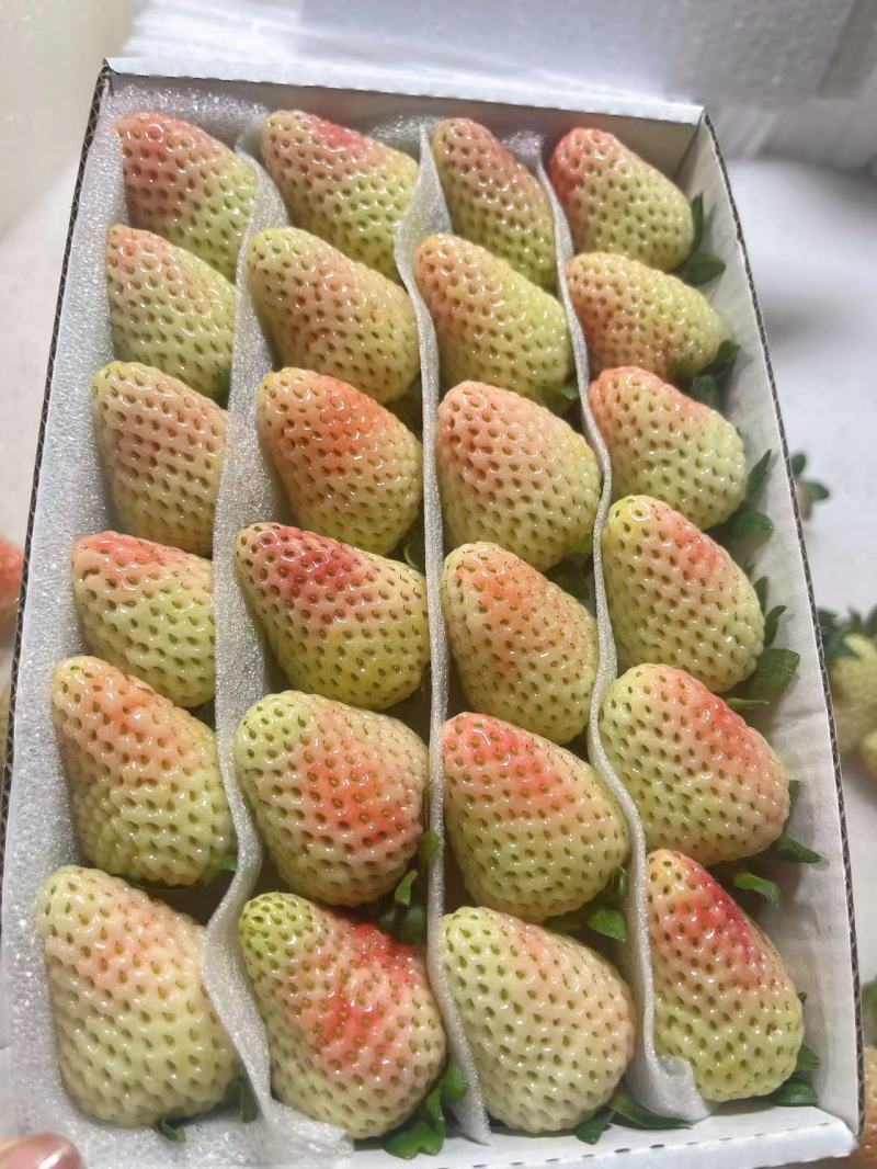 云南夏季草莓