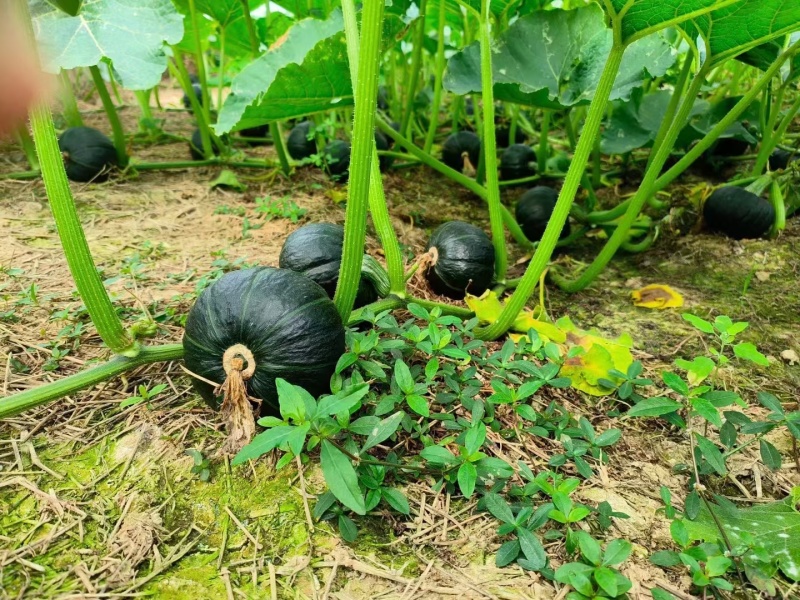 四川精品贝贝瓜软糯香甜需要的朋友速度联系。。