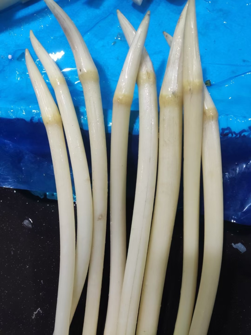 洪湖藕带