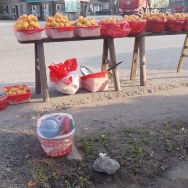 枇杷