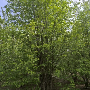 山丁子树