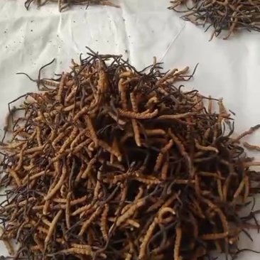 虫草