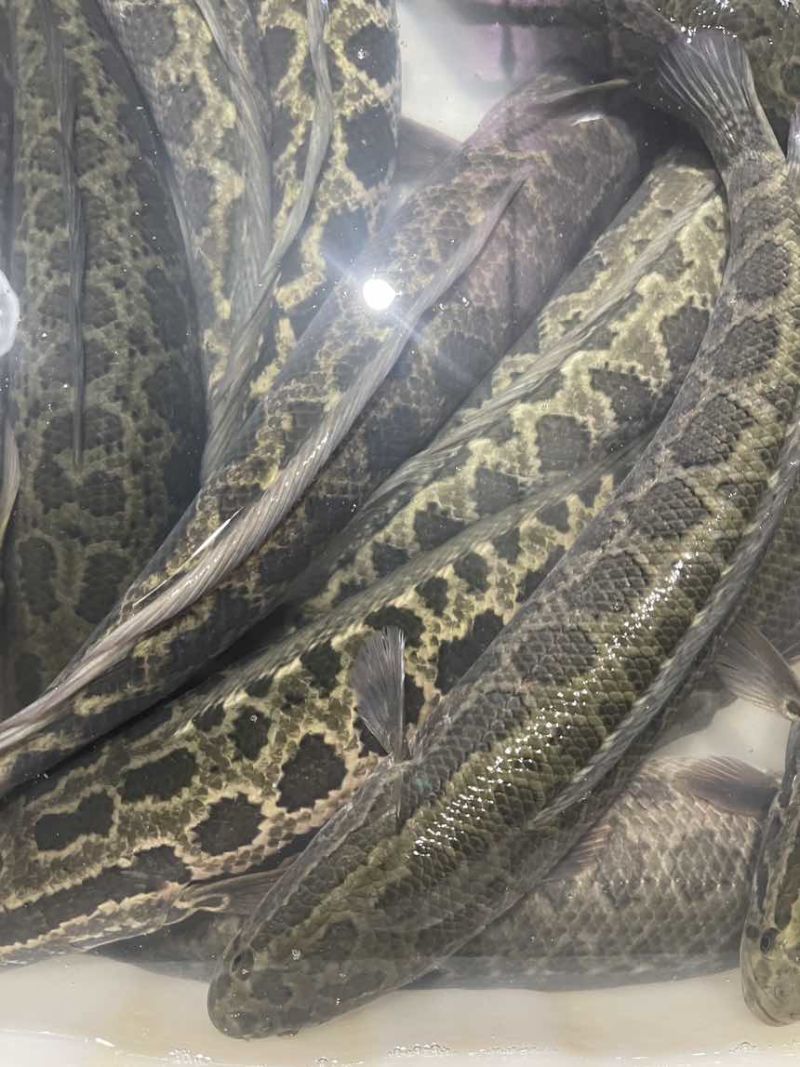 鱼苗