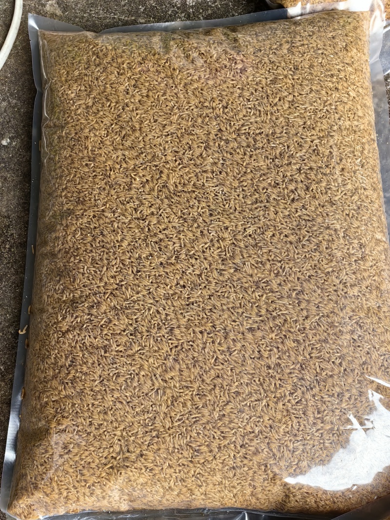 蝇蛆活动虫