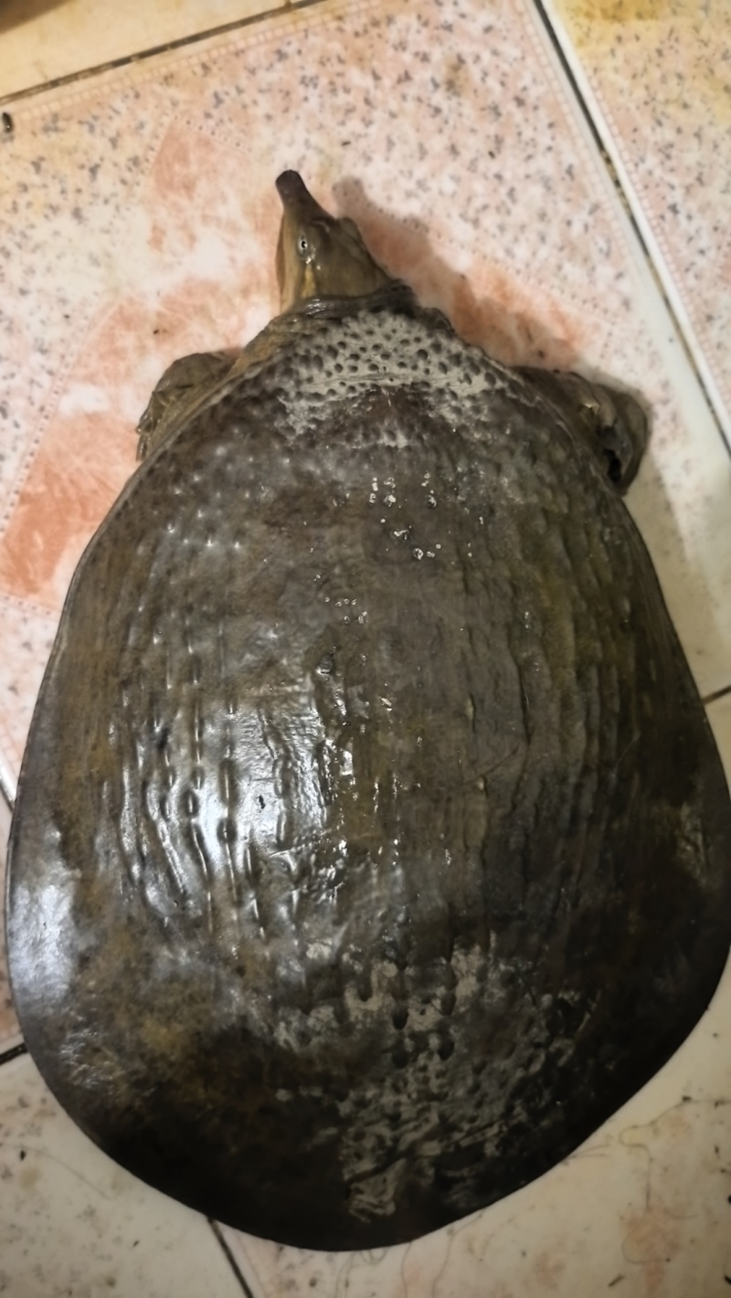 甲鱼5斤左右