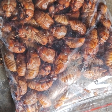 杜仲小金蝉，瓶装现货。