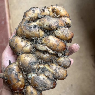 特挑特靓海南、湛江沙姜，以及各种规格的沙姜，质量保证可靠