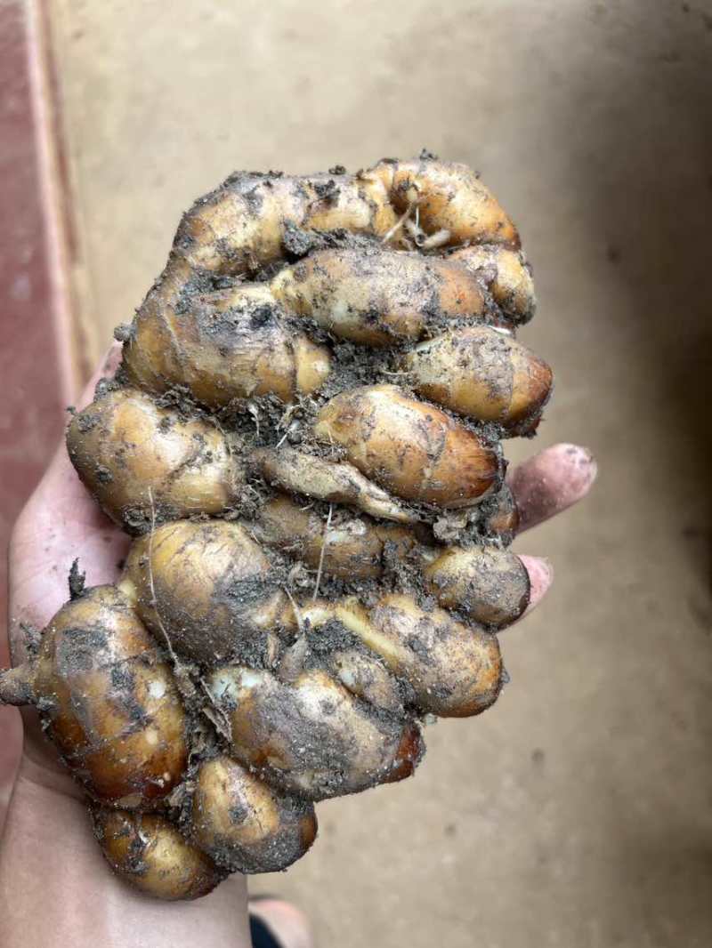 特挑特靓海南、湛江沙姜，以及各种规格的沙姜，质量保证可靠