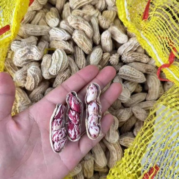 云南七彩花生，带壳干货、带壳鲜货、花生米。精品货不带泥
