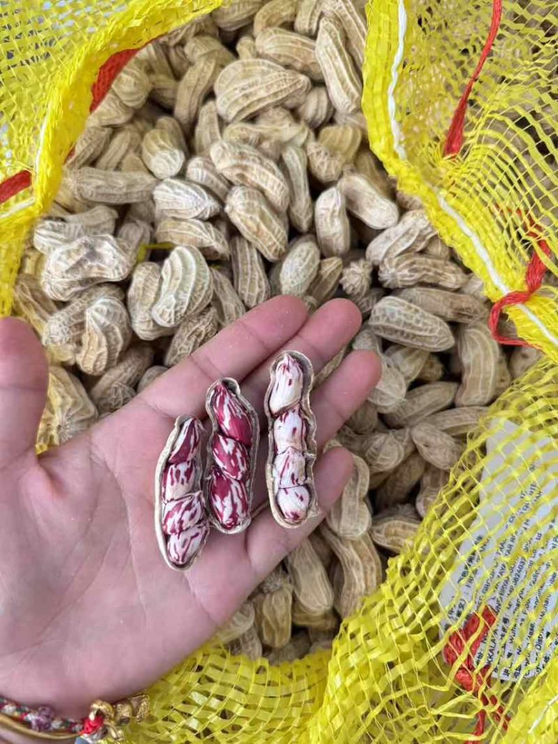 云南七彩花生，带壳干货、带壳鲜货、花生米。精品货不带泥