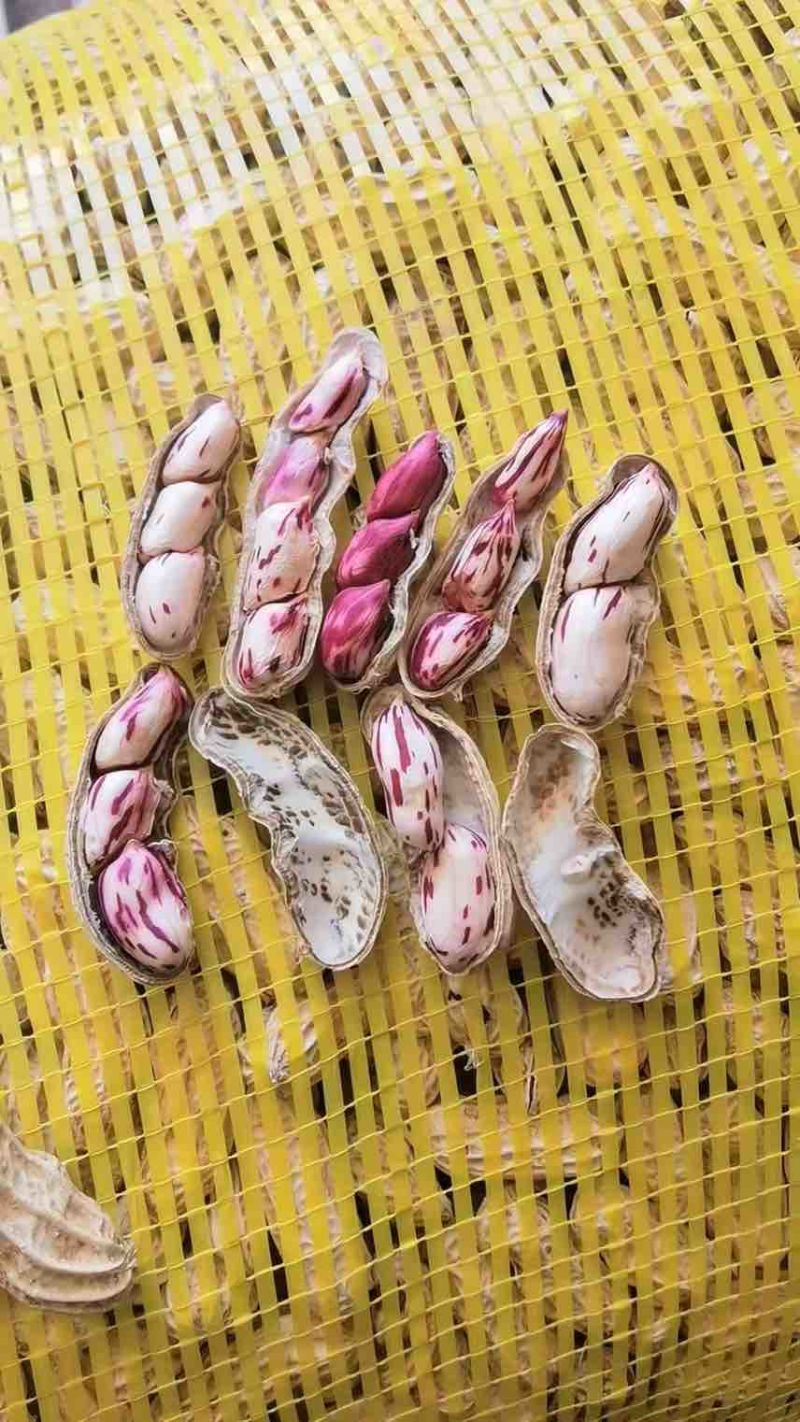 云南七彩花生，带壳干货、带壳鲜货、花生米。精品货不带泥