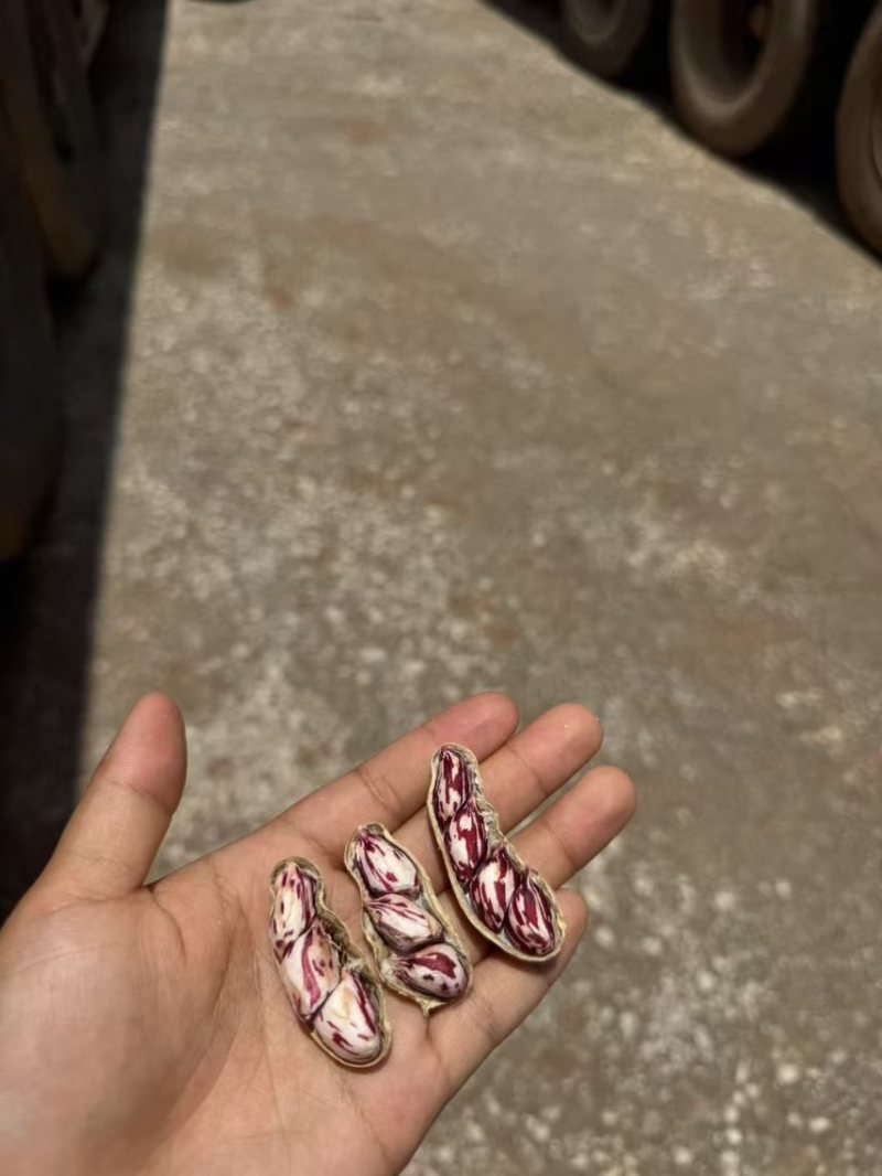 云南七彩花生，带壳干货、带壳鲜货、花生米。精品货不带泥