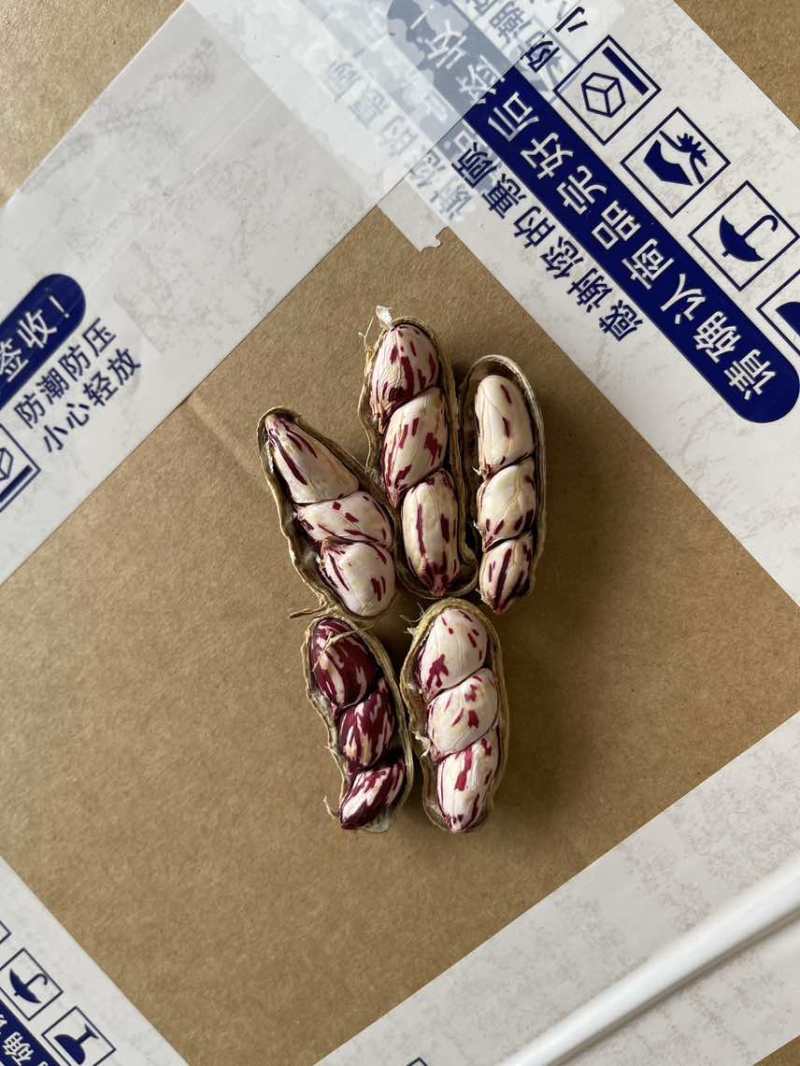 云南七彩花生，带壳干货、带壳鲜货、花生米。精品货不带泥