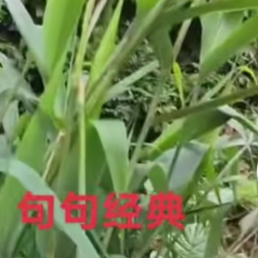 粽叶
