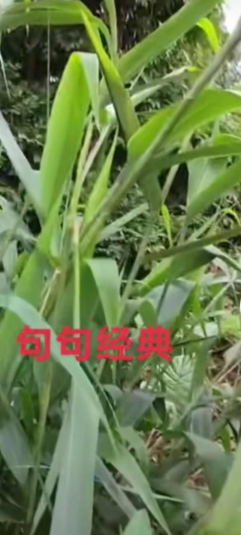 粽叶