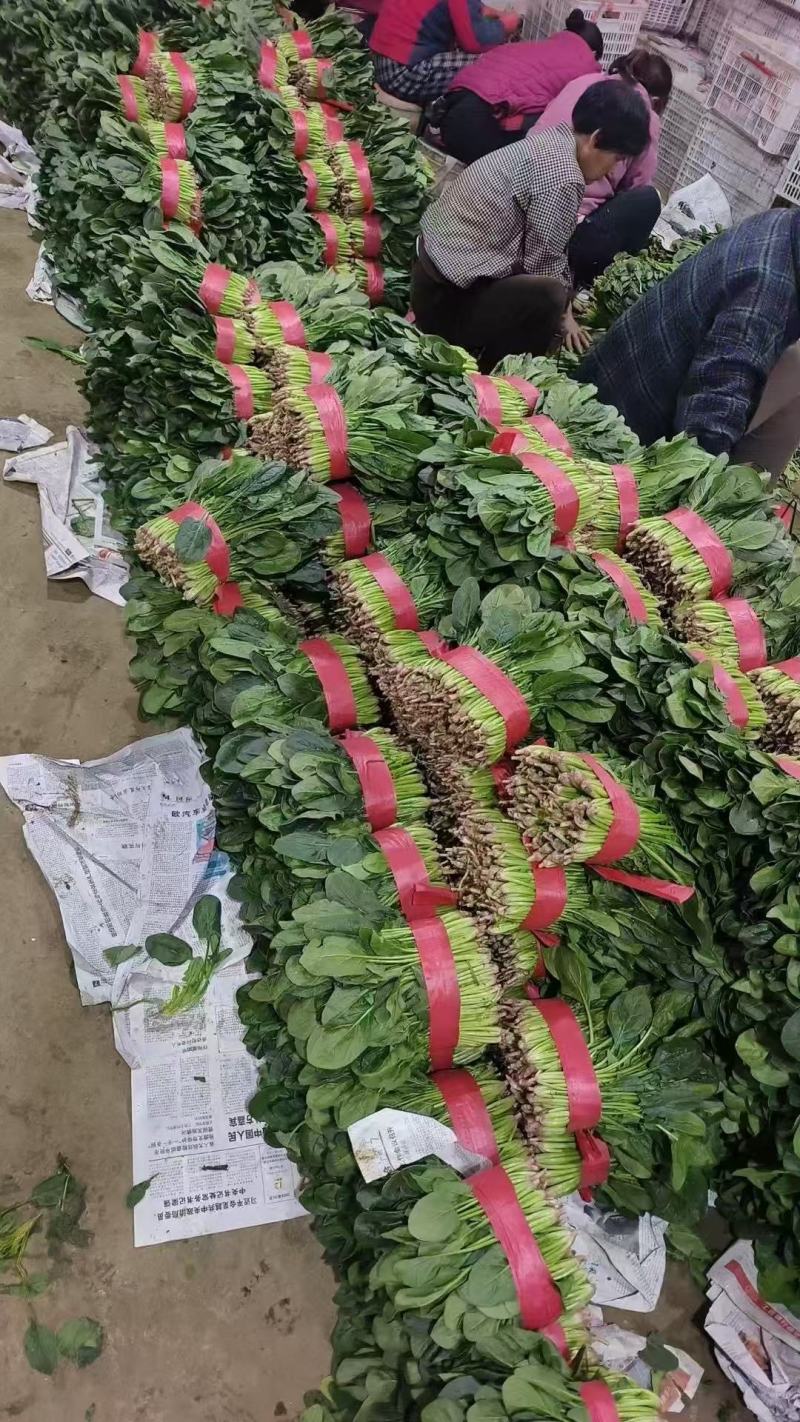 精品菠菜