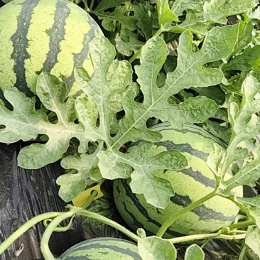自家种植无籽美都西瓜