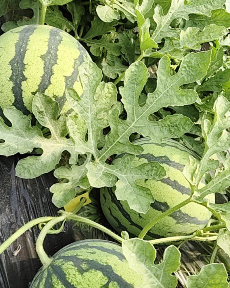 自家种植无籽美都西瓜