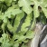 自家种植无籽美都西瓜