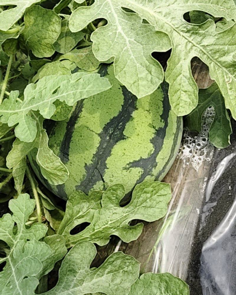自家种植无籽美都西瓜