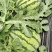 自家种植无籽美都西瓜