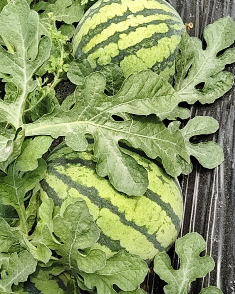 自家种植无籽美都西瓜