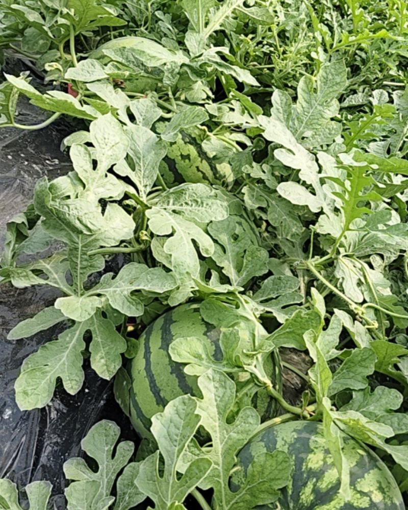 自家种植无籽美都西瓜